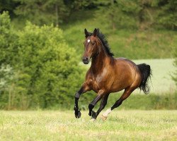 dressage horse Sierra Nevada 22 (Hanoverian, 2010, from Sinatra Song)