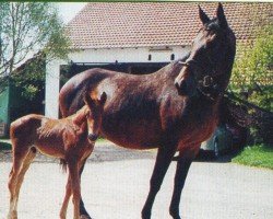 Springpferd Caro Mio (Trakehner,  , von Bel Espace Go)