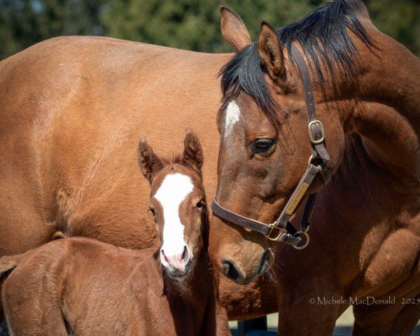 foal by Fohlen von Curlin xx (Thoroughbred, 2025, from Curlin xx)