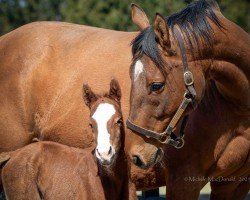 foal by Fohlen von Curlin xx (Thoroughbred, 2025, from Curlin xx)