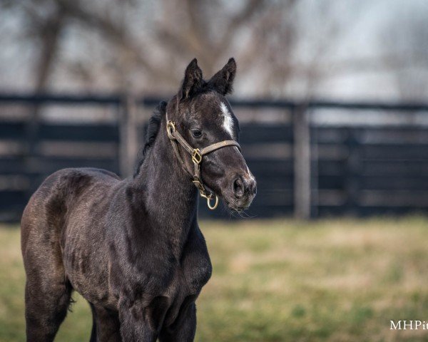 foal by Hengst von Upstart xx (Thoroughbred, 2025, from Upstart xx)