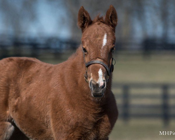 foal by Stute von Omaha Beach xx (Thoroughbred, 2025, from Omaha Beach xx)