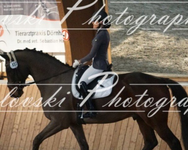 dressage horse Beau Boston Time (Rhinelander, 2012, from Boston)