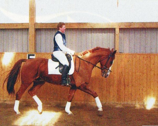 horse Amadeus of magic (Mecklenburg, 1997, from Angorat)