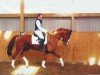 horse Amadeus of magic (Mecklenburg, 1997, from Angorat)