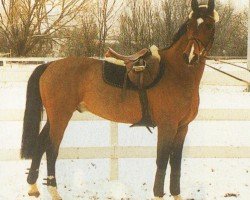 Pferd Lavendel (Mecklenburger, 1994, von Lamarc)