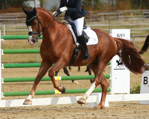 dressage horse Fürst Amour (German Sport Horse, 2014, from Fürst Romancier)