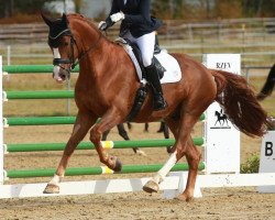 dressage horse Fürst Amour (German Sport Horse, 2014, from Fürst Romancier)