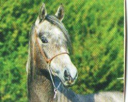 horse Mashallan Ibn M (Arabian thoroughbred,  , from Miracel ox)