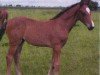 Springpferd Suverain (Hannoveraner, 2005, von Souvenir)