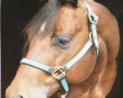 stallion Spooks Cow Smart (Quarter Horse, 2001, from Grays Starlight)