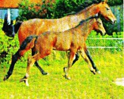 Dressurpferd Shadow Dancer 6 (Westfale, 2005, von Sir Bedo)