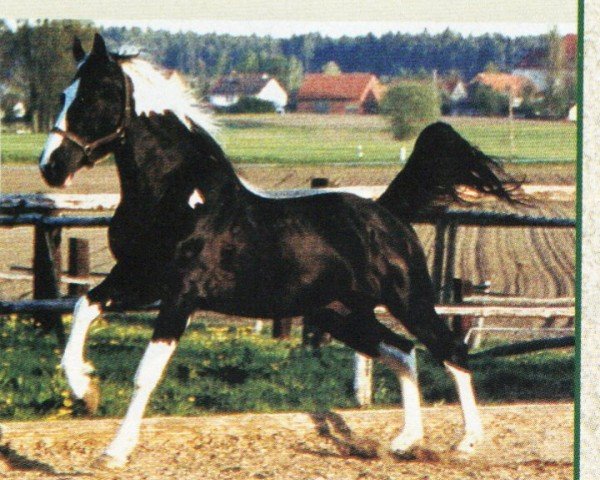 stallion Lidzbark (Warmblutschecke (Equus Int.), 1997, from Alarm)