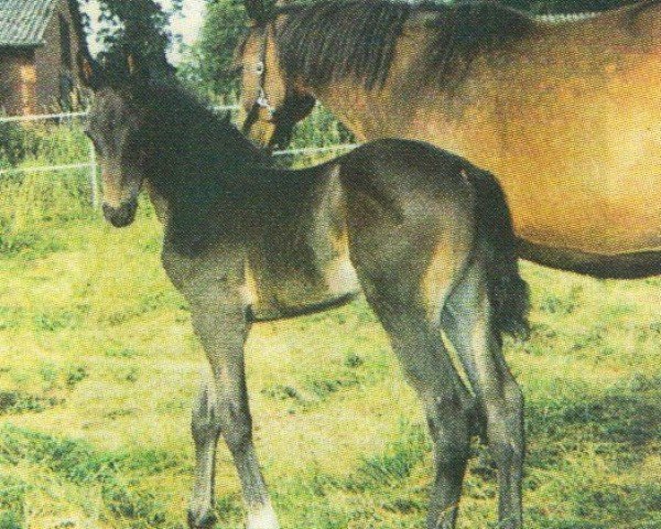 jumper Sunnyboy 128 (Hanoverian, 2005, from San Juan)