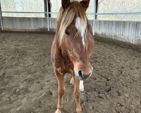 dressage horse Assenmachers Glückstaler (German Riding Pony, 2020, from Glück Auf A)