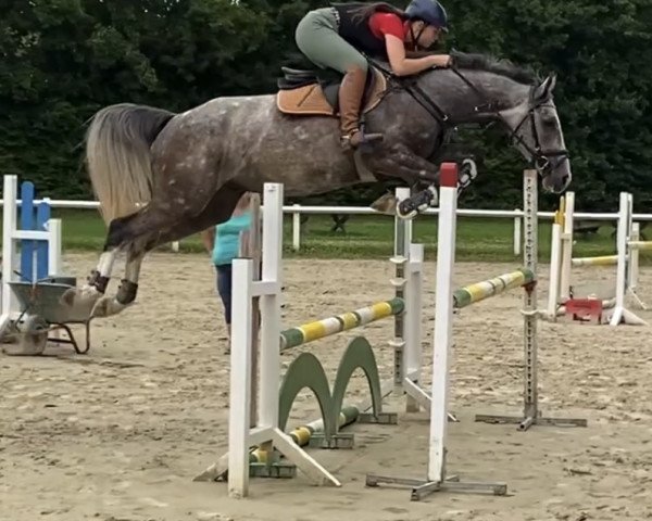 jumper Harley's Boy S (Hanoverian, 2017, from VDL Harley)