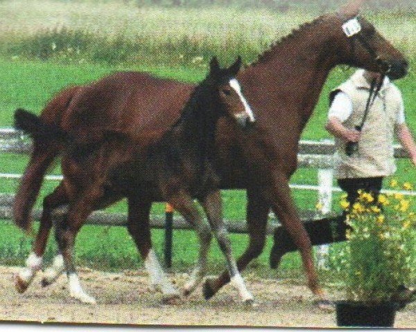 Springpferd Selonnet (Hannoveraner, 2005, von Salieri)