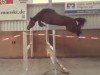 jumper Cosmic Angel Fire T.B. (German Sport Horse, 2016, from Cellestial)