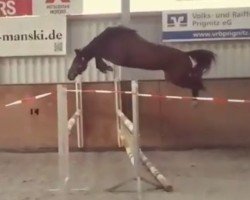 jumper Cosmic Angel Fire T.B. (German Sport Horse, 2016, from Cellestial)