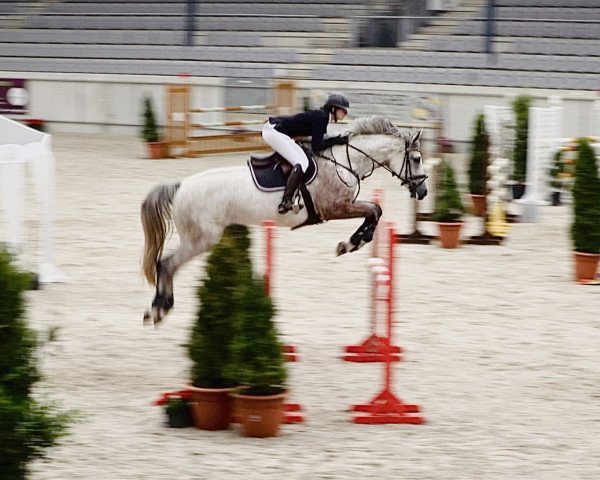 jumper Lisbet Z (Zangersheide riding horse, 2013, from Levisto Z)