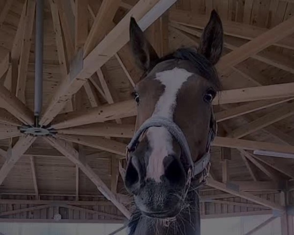 Springpferd Atlanta ma Belle (Württemberger, 2019, von Avalon 224)