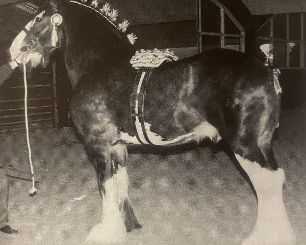 Deckhengst Greendykes Lucky Shot (Clydesdale, 1989, von Doura Expectation)