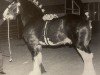 stallion Greendykes Lucky Shot (Clydesdale, 1989, from Doura Expectation)