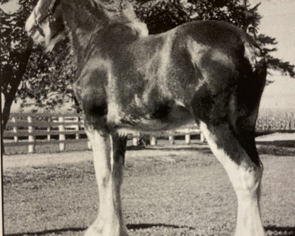 stallion Zorra Highland Mason Dixon (Clydesdale, 1998, from CIE Stepping Stone)
