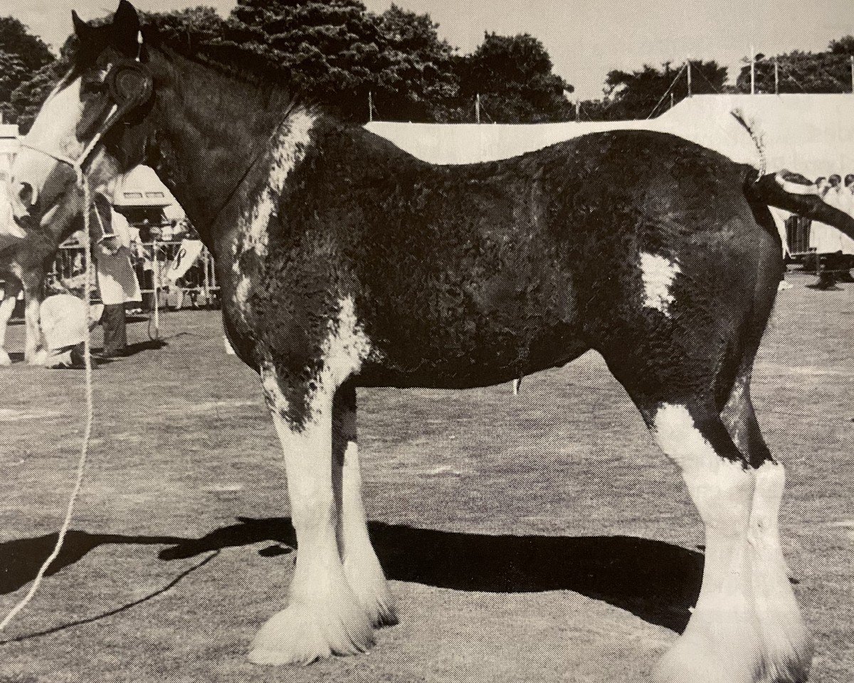 broodmare Phesdo Heather (Clydesdale,  , from Phesdo Super Scot)