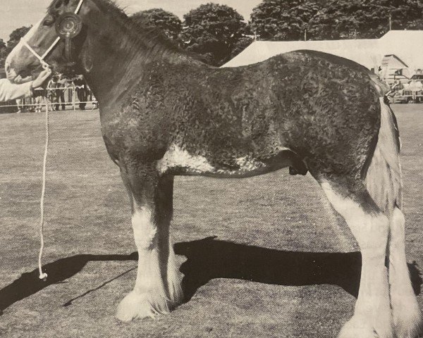 stallion The Bellringer (Clydesdale, 1998, from Greendykes Lucky Shot)