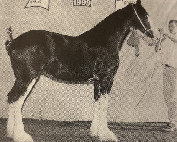 broodmare Armageddon's Mistress Sabrina (Clydesdale, 1998, from Broadlea Classic Joe)