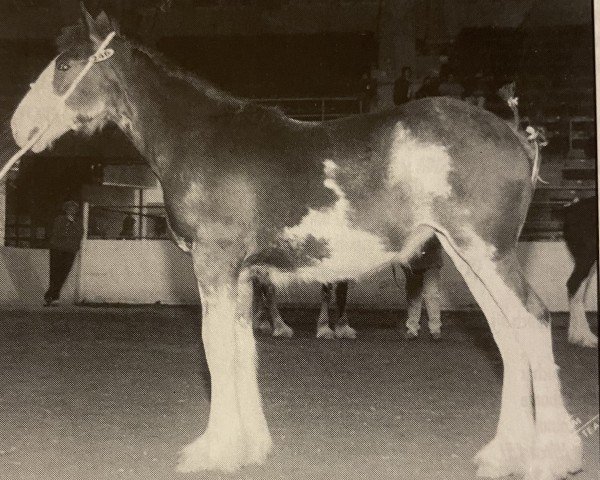 broodmare Armageddon's Mistress Seraphina (Clydesdale, 1999, from Broadlea Classic Joe)