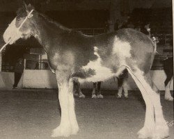 broodmare Armageddon's Mistress Seraphina (Clydesdale, 1999, from Broadlea Classic Joe)