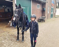 jumper Jeanne Dark (German Riding Pony, 2018, from Nadir vom Splitting WE)