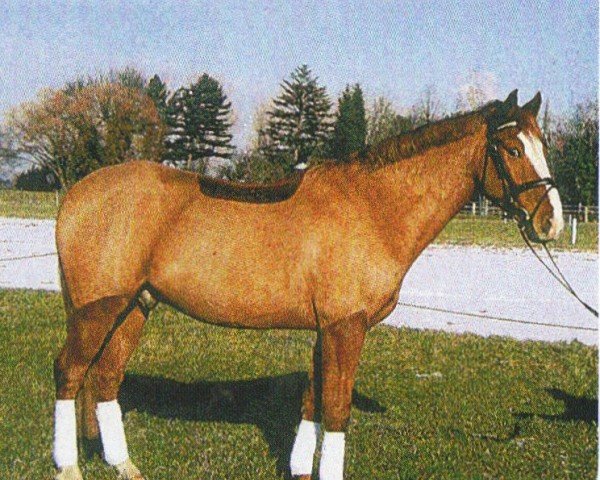 Springpferd Buschhof (Deutsches Reitpony, 2001, von Dornik B)