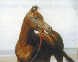 stallion AGS Sultan Hassan ox (Arabian thoroughbred, 1994, from Alaa Ibn Tuhotmos EAO)