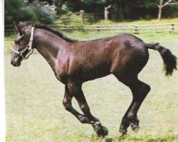 dressage horse Robert 66 (Friese, 2005, from Eibert 419)