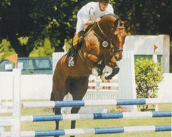 jumper Grand-Voltaire (KWPN (Royal Dutch Sporthorse), 2000, from Mover)
