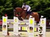 jumper Little Hollywood (Oldenburg show jumper, 2012, from Los Angeles)