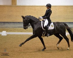 dressage horse Damon's Daylight (Westphalian, 2004, from Damon Hill)