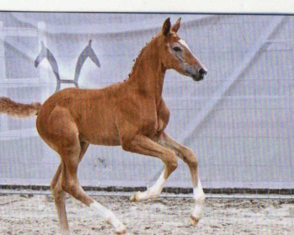Springpferd Valerian (Hannoveraner, 2023, von Valensky)