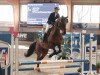 dressage horse Flicka KN (Westphalian, 2014, from Feedback 16)