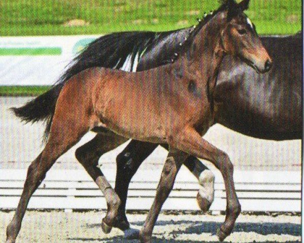 dressage horse Hengst von Fidelity / Sir Oldenburg (German Sport Horse, 2023, from Fidelity)