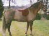 jumper Orfino (New Forest Pony, 1997, from Feldhof's Orbit)