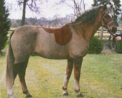 jumper Orfino (New Forest Pony, 1997, from Feldhof's Orbit)