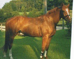 Zuchtstute Ginger (Westfale, 1997, von Grossadmiral)