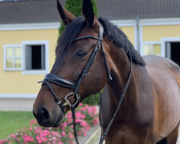 dressage horse Lady Chicca (Oldenburg, 2015, from Lord Leopold 7)