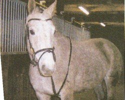 broodmare Walina (Saxony-Anhaltiner, 1998, from Wanderlust)