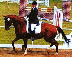 jumper Sinatra (Trakehner, 1998, from Sanssouci)