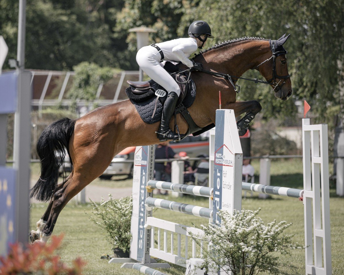 jumper Rhianne Prinseveld DSC (Belgian Warmblood, 2017, from Tangelo van de Zuuthoeve)